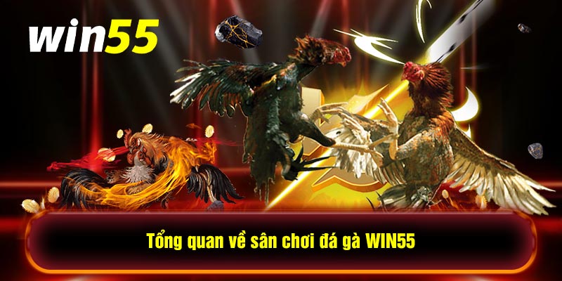 Tổng quan về sân chơi đá gà WIN55