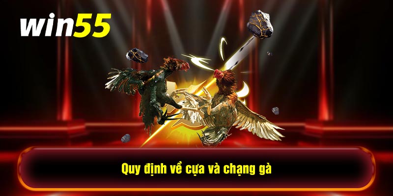 Quy định về cựa và chạng gà